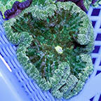 Pizza Anemone  (click for more detail)