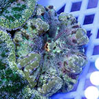 Pizza Anemone  (click for more detail)