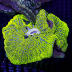 Haddon's Carpet Anemone, Green (click for more detail)
