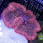 Haddon's Carpet Anemone, Red (click for more detail)