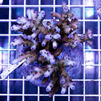 Acropora Coral Indonesia (click for more detail)
