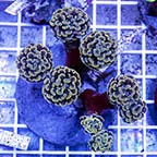 Branching Hammer Coral Indonesia (click for more detail)
