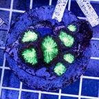 Blastomussa Coral Indonesia (click for more detail)