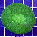 Scolymia Coral Australia (click for more detail)