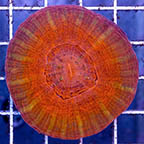 Scolymia Coral Australia (click for more detail)