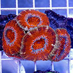 Acan Lord Coral Australia (click for more detail)