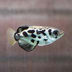 Clouded Archer Fish (click for more detail)