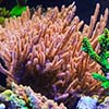 Mother Coral