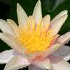 Sioux Lily