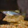 Zebra Danio