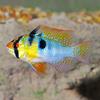 German Blue Ram