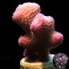 Rose Stylophora Coral