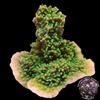 Green Apple Cap Coral