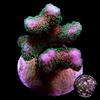 Green Polyp Pink Stylophora Coral