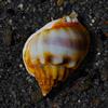 Nassarius Snail