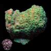 Screamin Green Pavona Coral