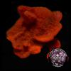 Photosynthetic Plating Red Sponge