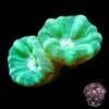 CCGC Aquacultured Blue Spruce Caulastrea Coral