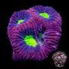 CCGC Aquacultured Tricolor Goniastrea Coral