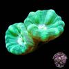 Blue Spruce Caulastrea