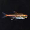 Glowlight Tetra